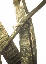 beanscreen detail